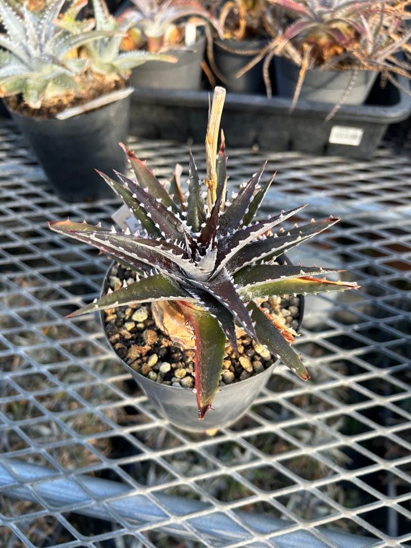 DBディッキア Arizona x BS, Paylen, Keswick ⑷