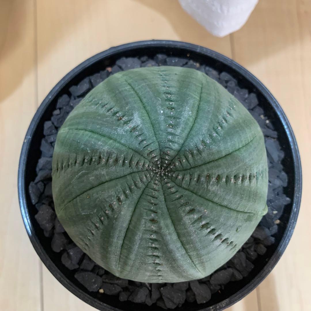 貴重 螺旋系 シンメトリカ　仔吹きタイプではない 美株 10cm鉢