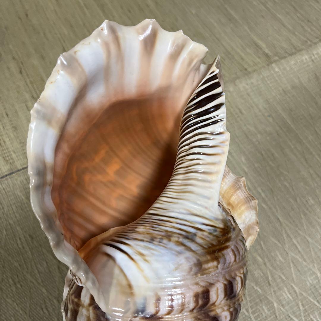 法螺貝　沖縄県産