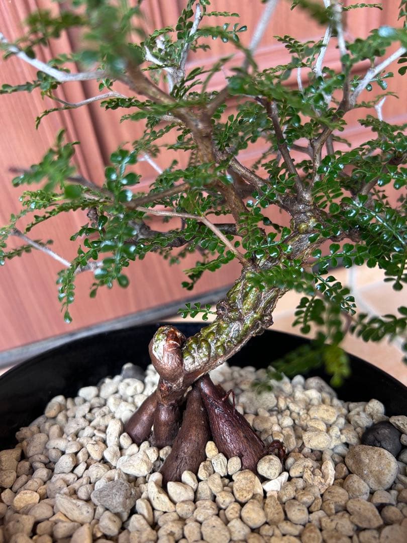 オペルクリカリア　パキプス　実生