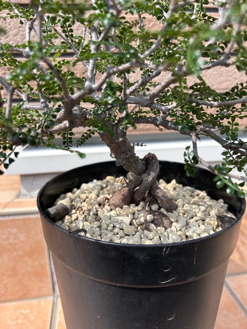 オペルクリカリア　パキプス　実生