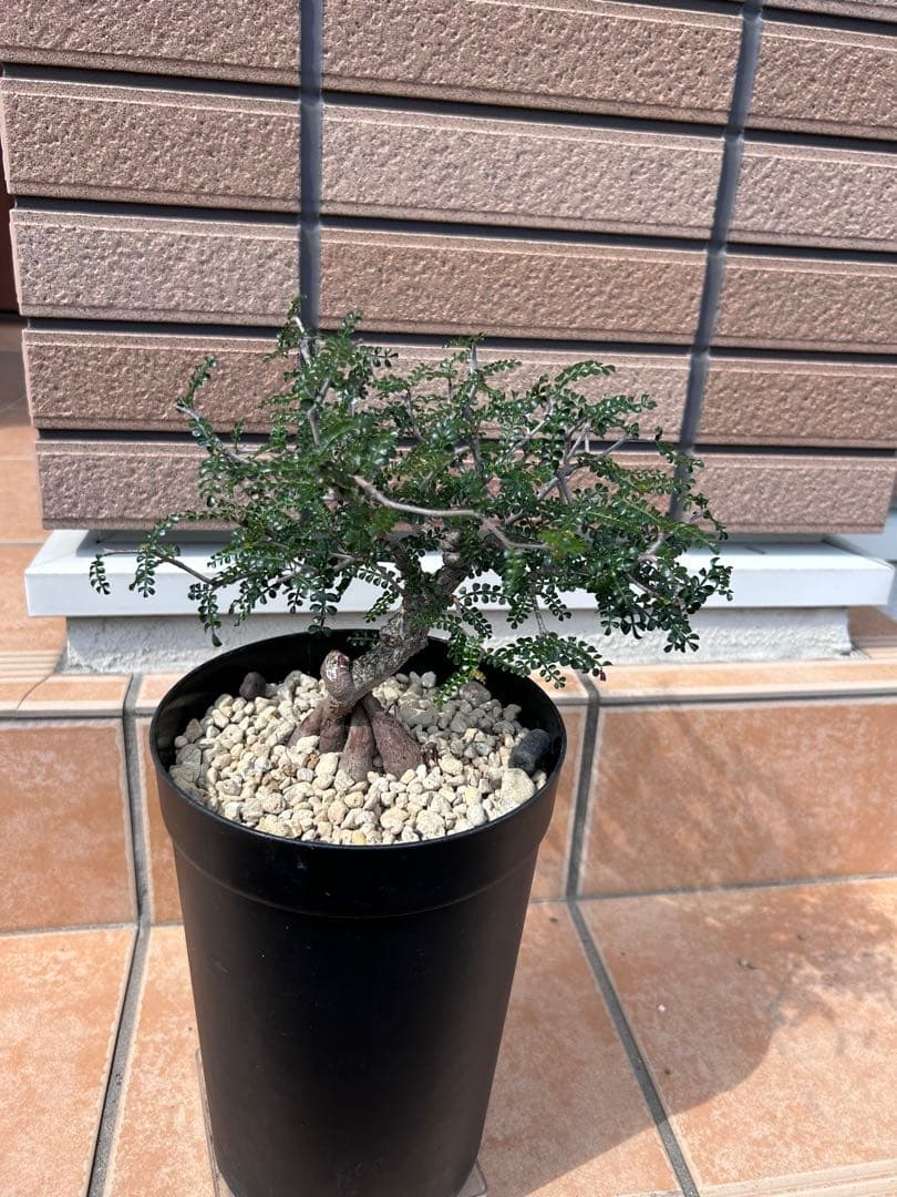 オペルクリカリア　パキプス　実生