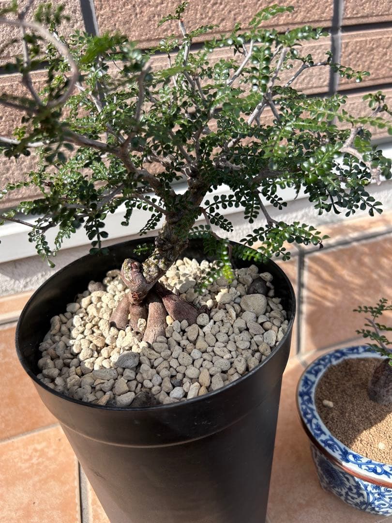 オペルクリカリア　パキプス　実生