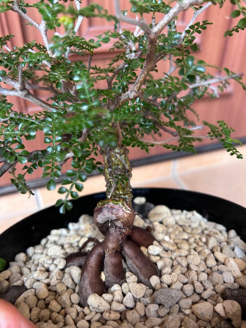 オペルクリカリア　パキプス　実生