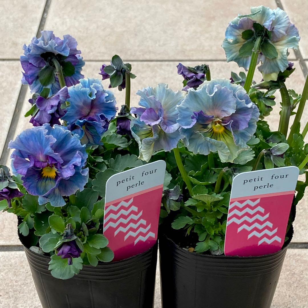 R*U様 プティフール　ビオラ　ペルル　ハルグリン　苗　送料込み