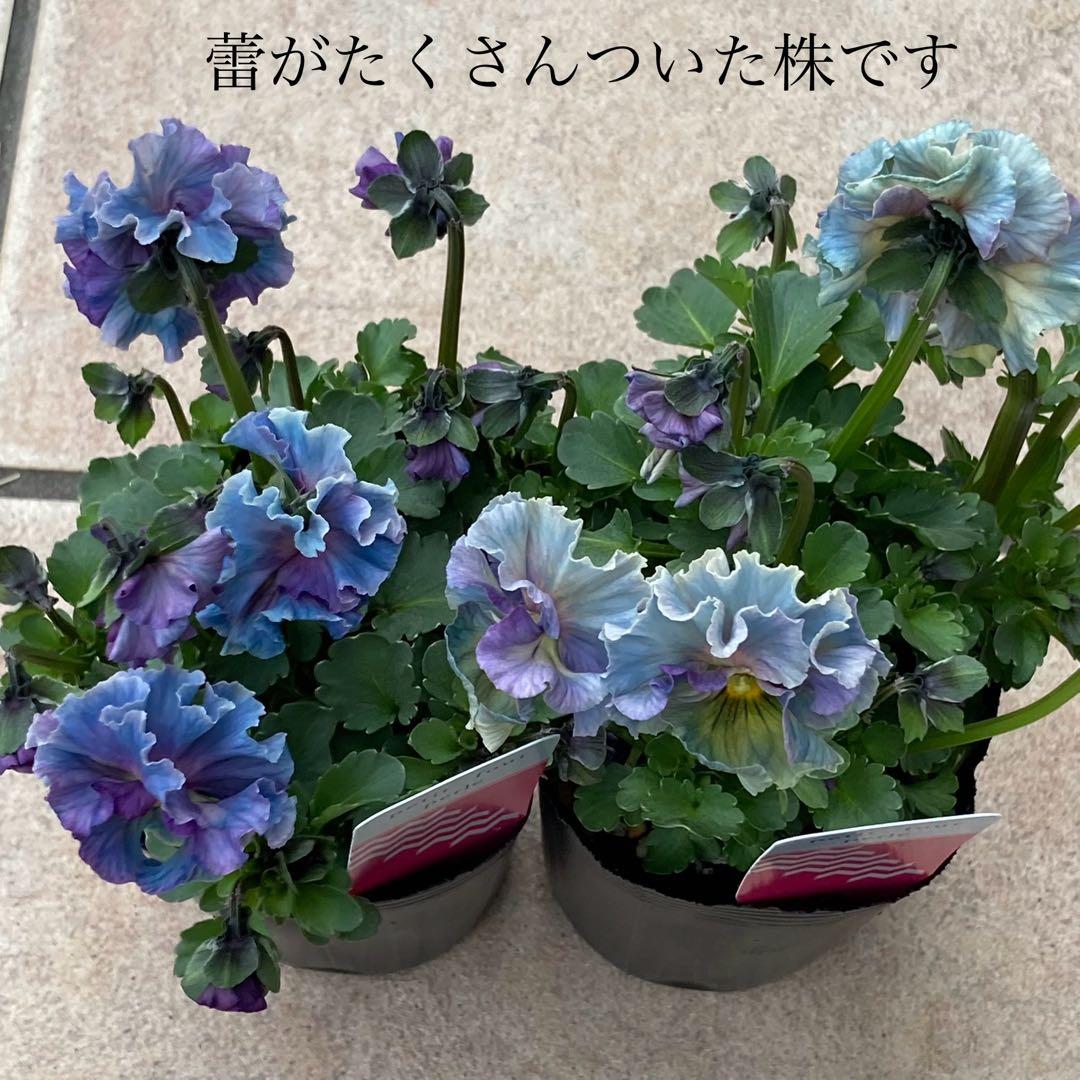 R*U様 プティフール　ビオラ　ペルル　ハルグリン　苗　送料込み