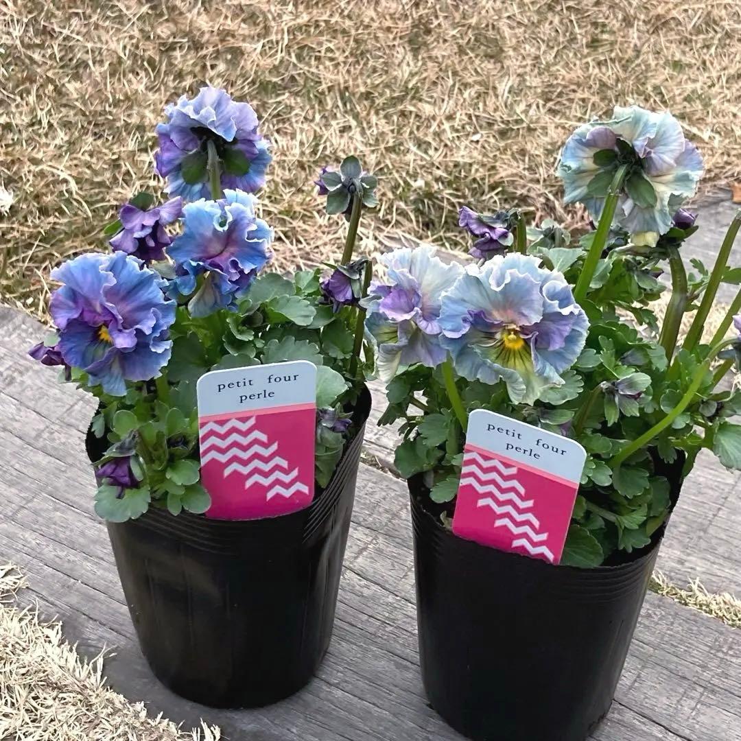 R*U様 プティフール　ビオラ　ペルル　ハルグリン　苗　送料込み