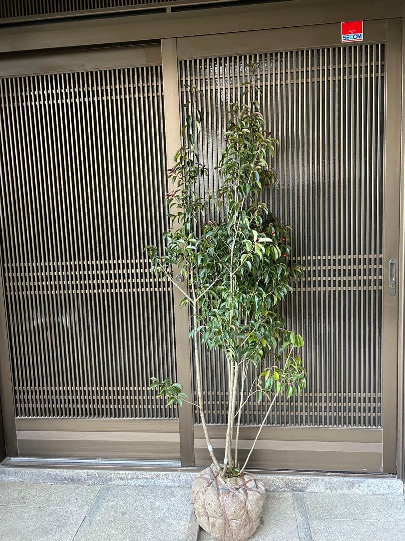 ソヨゴ　希少な雌雄混植株　実が一株でなりやすい 樹形もきれいなお品