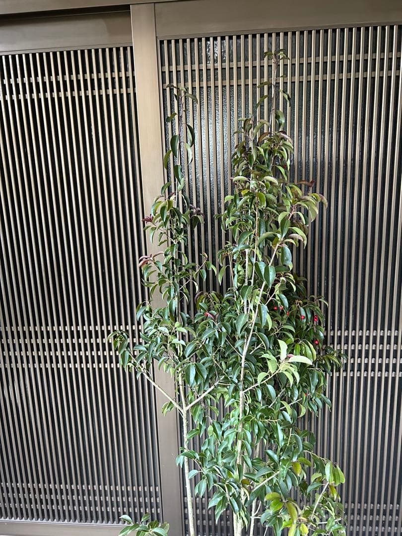 ソヨゴ　希少な雌雄混植株　実が一株でなりやすい 樹形もきれいなお品