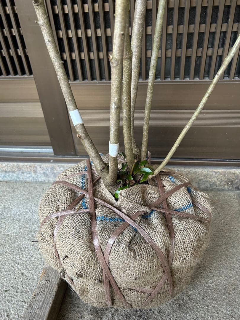 ソヨゴ　希少な雌雄混植株　実が一株でなりやすい 樹形もきれいなお品