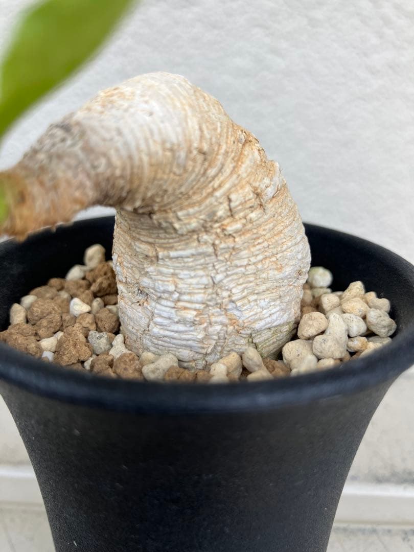 ユーフォルビア　プリムリフォリア　現地球