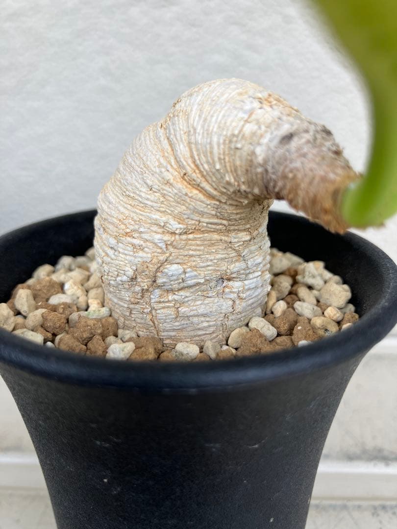 ユーフォルビア　プリムリフォリア　現地球