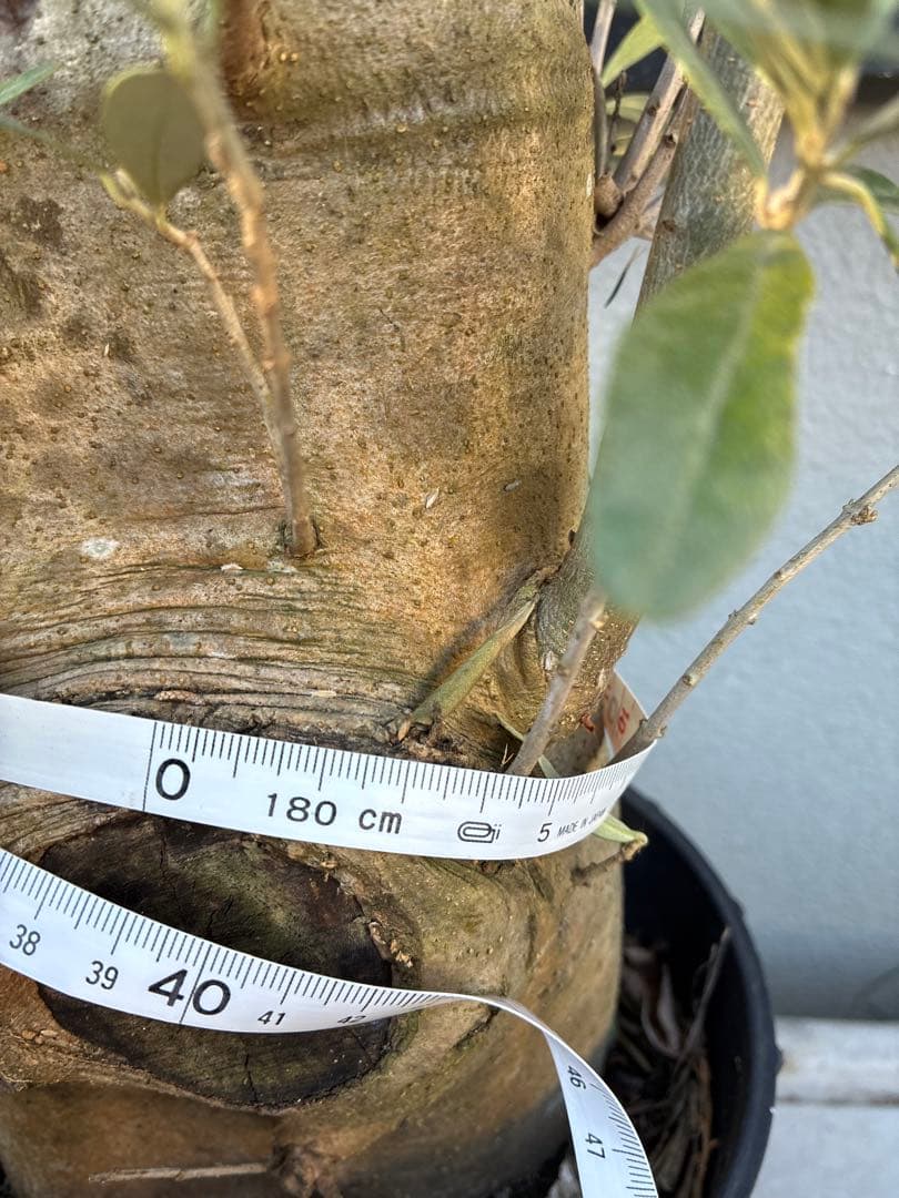 JAJA　オリーブの木　　ミッション　極太　苗