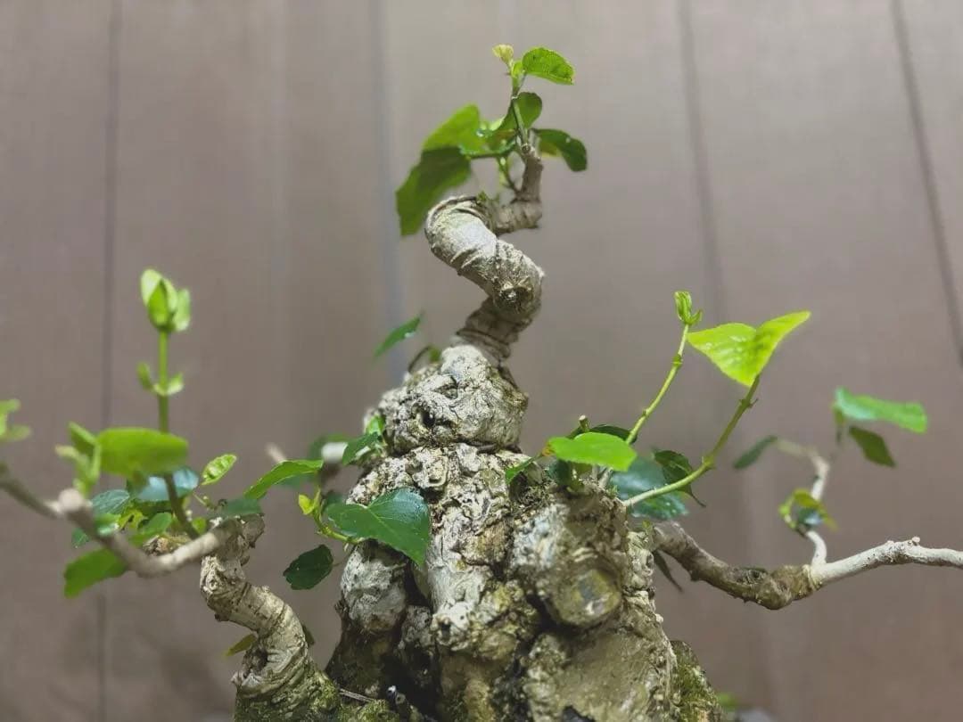 オオハマボウ　盆栽　良株　太幹　琉球盆栽　塊根植物