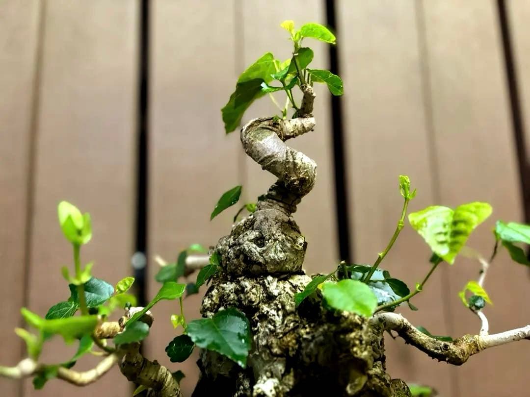 オオハマボウ　盆栽　良株　太幹　琉球盆栽　塊根植物