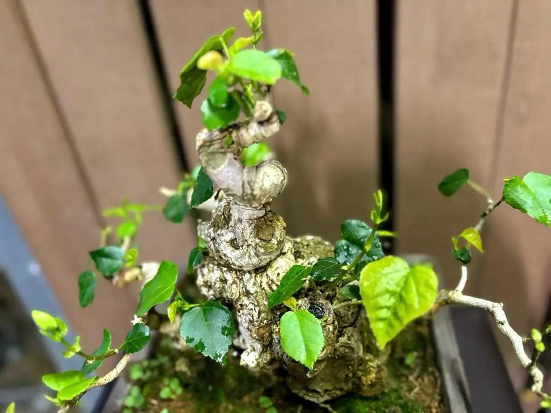 オオハマボウ　盆栽　良株　太幹　琉球盆栽　塊根植物