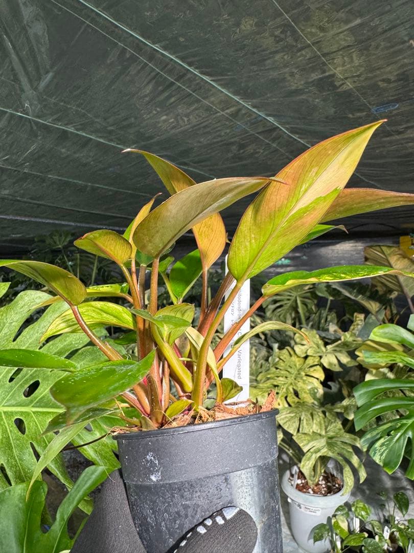 9フィロデンドロン　レッドコンゴ　斑入り　成長点2つ