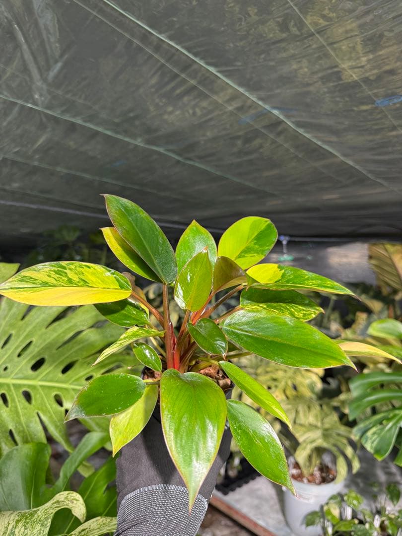 9フィロデンドロン　レッドコンゴ　斑入り　成長点2つ