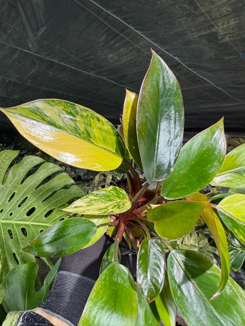 9フィロデンドロン　レッドコンゴ　斑入り　成長点2つ