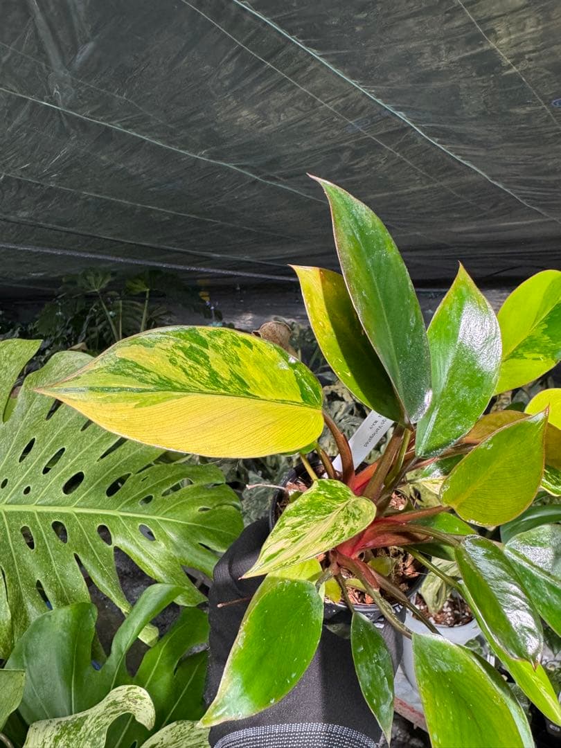 9フィロデンドロン　レッドコンゴ　斑入り　成長点2つ