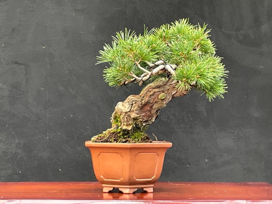 三河盆栽　盆栽愛好家在庫放出セール　小品　五葉松　瑞祥　盆栽