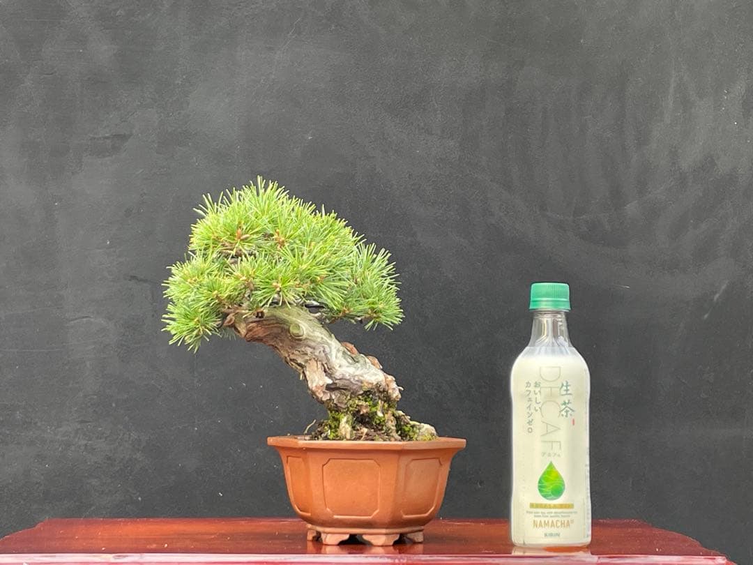 三河盆栽　盆栽愛好家在庫放出セール　小品　五葉松　瑞祥　盆栽