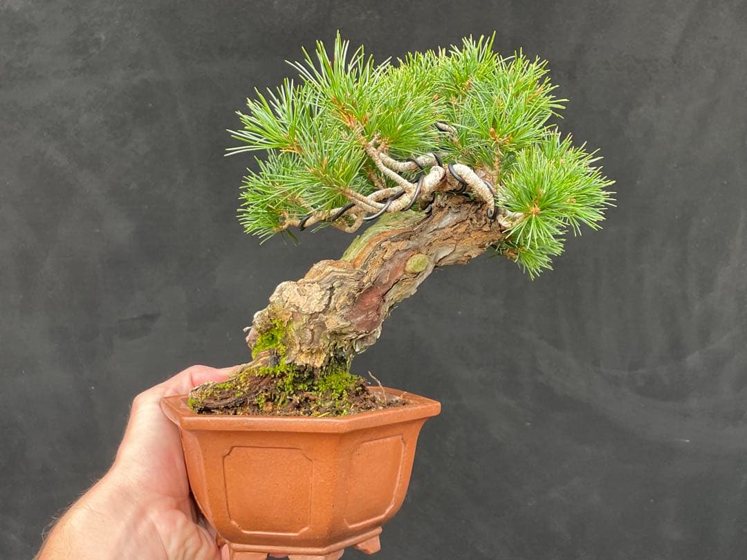 三河盆栽　盆栽愛好家在庫放出セール　小品　五葉松　瑞祥　盆栽