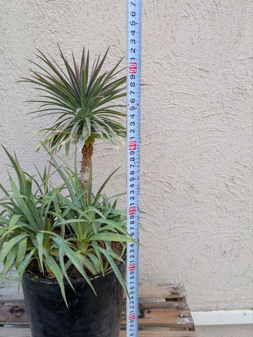 【コンパクトサイズ】ユッカ　デスメティアーナ子株付き7号鉢