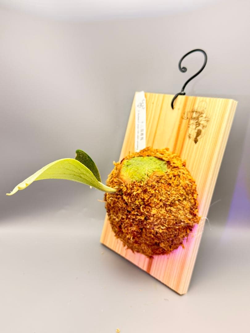 ビカクシダ　P.gqgq x P. Rydeen sporeling mix