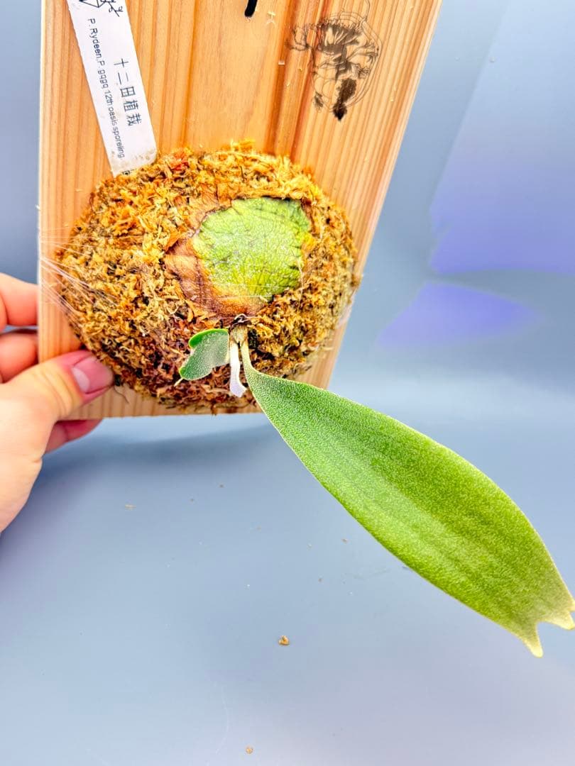 ビカクシダ　P.gqgq x P. Rydeen sporeling mix