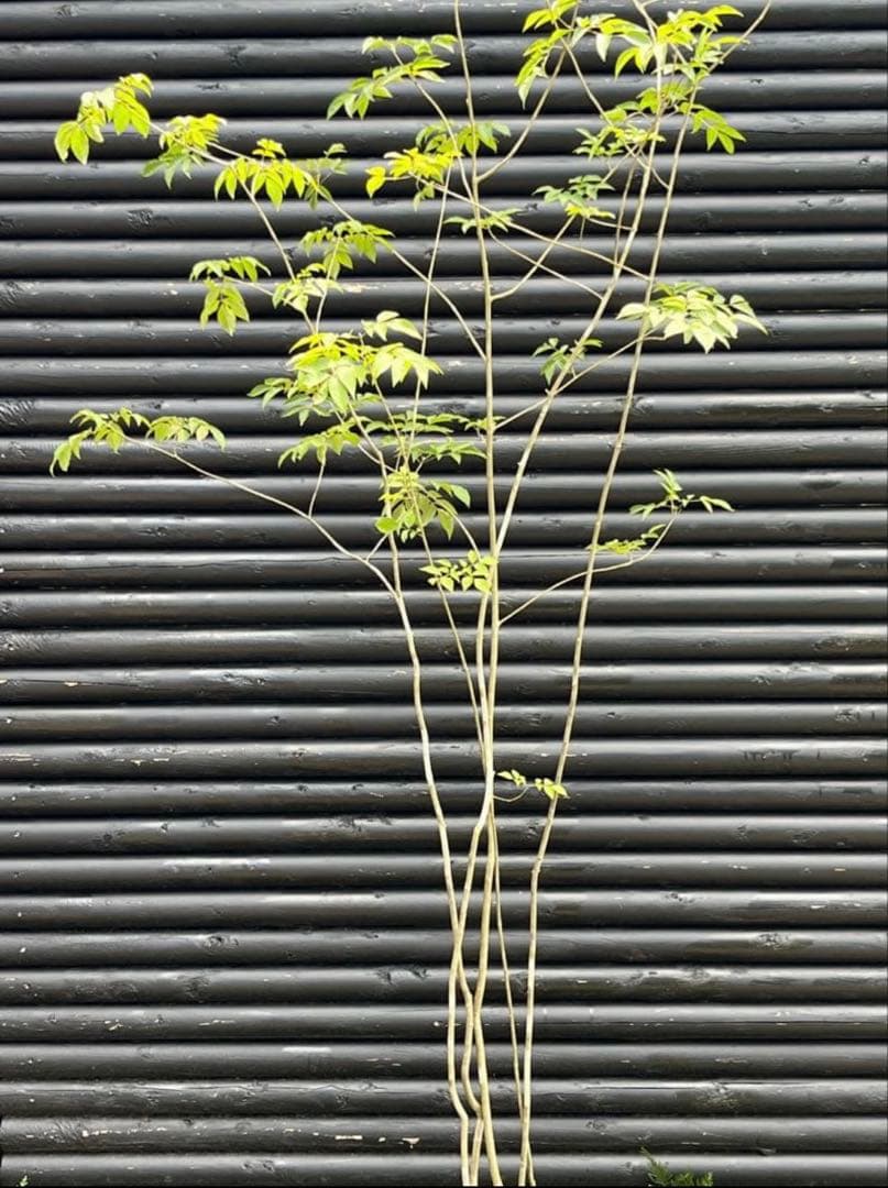 専用　山採り天然　アオダモ　５本株立ち