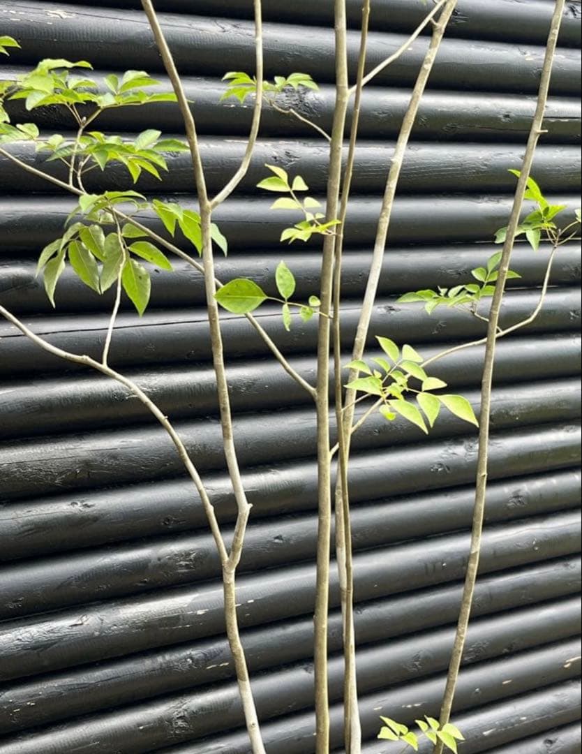 専用　山採り天然　アオダモ　５本株立ち