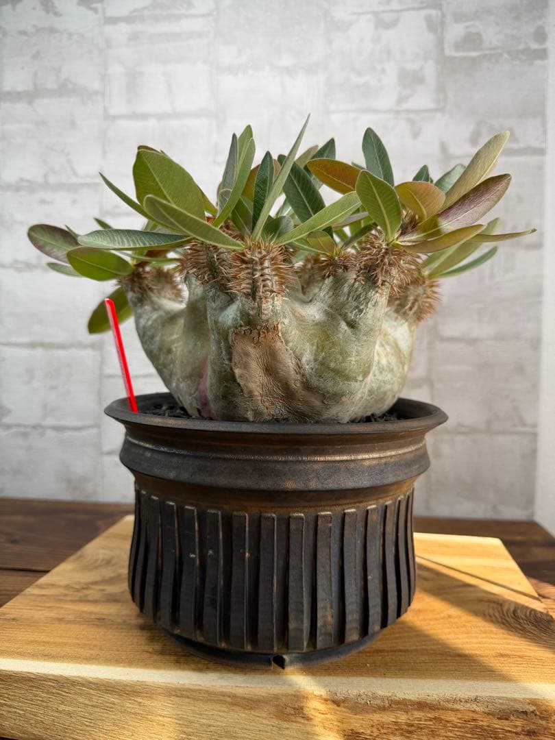 パキポディウム　エブレネウム　現地球　発根済み