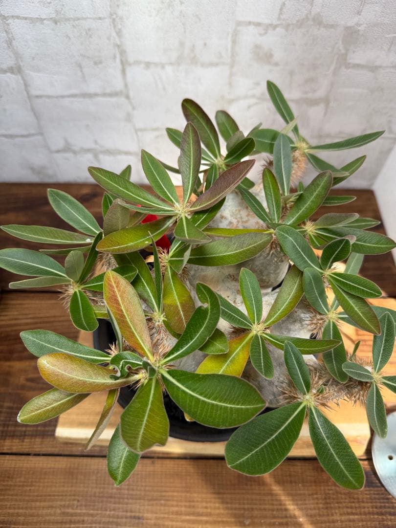 パキポディウム　エブレネウム　現地球　発根済み