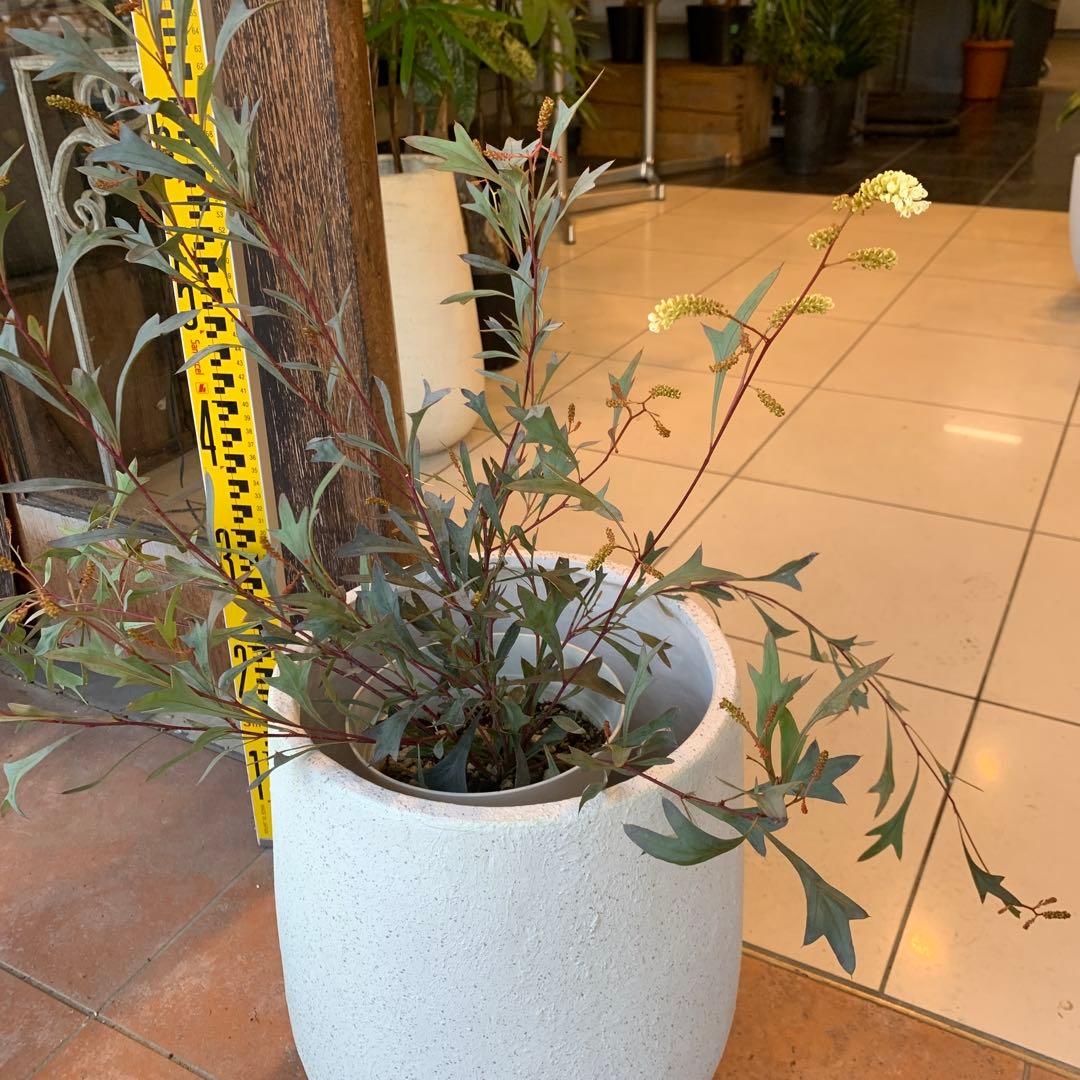 グレビレア シナフェア 2 ファイバー鉢