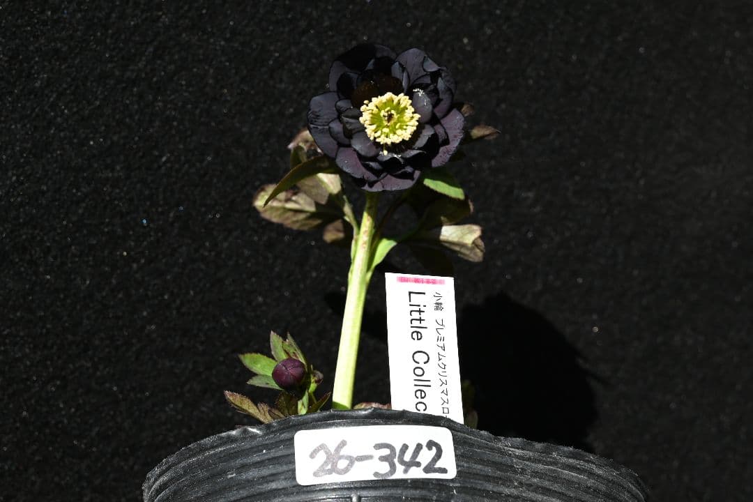 クリスマスローズ　認定Little　Collection ddブラック加藤農園