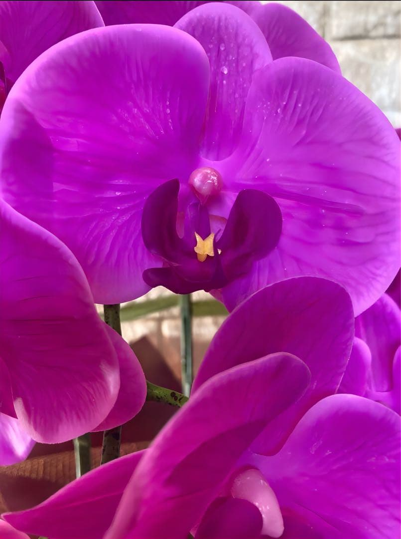 光触媒　人工観葉植物　ウォールグリーン　フェイクグリーン　リアル胡蝶蘭74