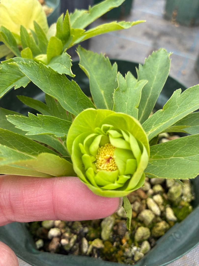 クリスマスローズ　６寸　微スポット　開花途中