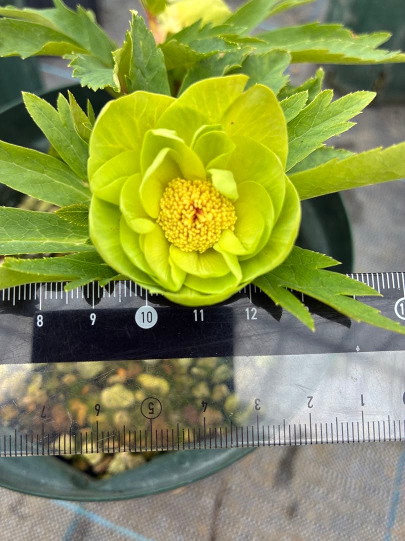 クリスマスローズ　６寸　微スポット　開花途中