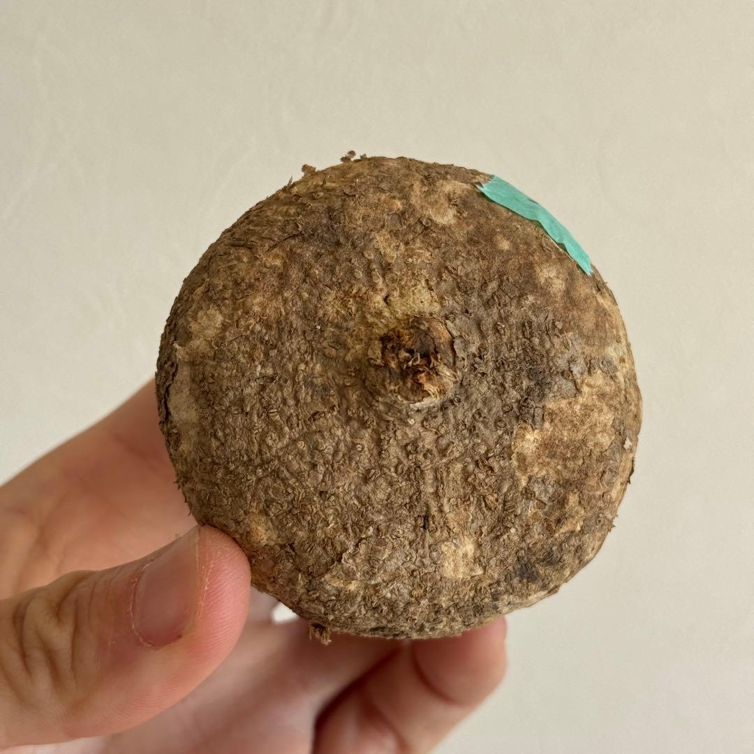 1.アデニア・オバタ 輸入直後ベアルート株　Adenia Ovata