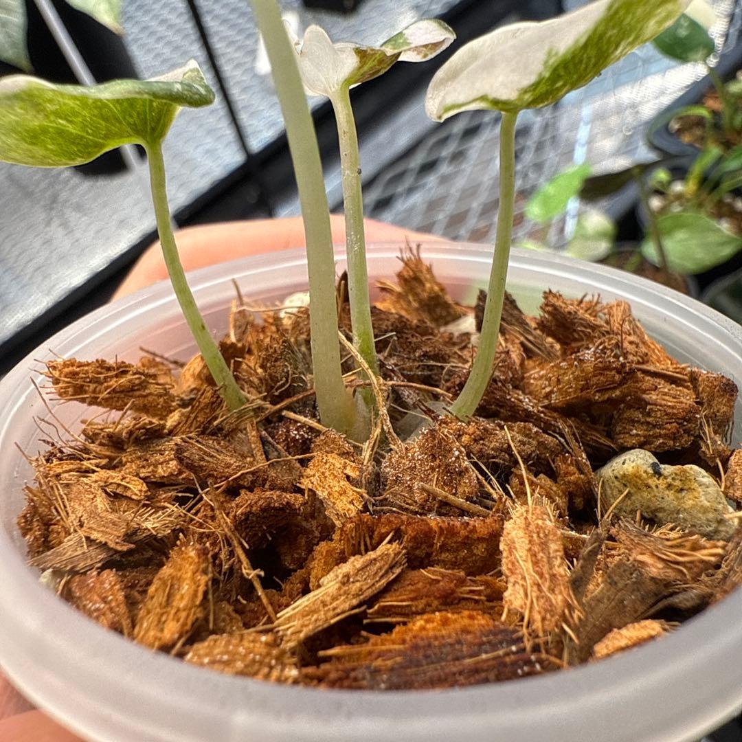 希少 アロカシア クプレア ピンク