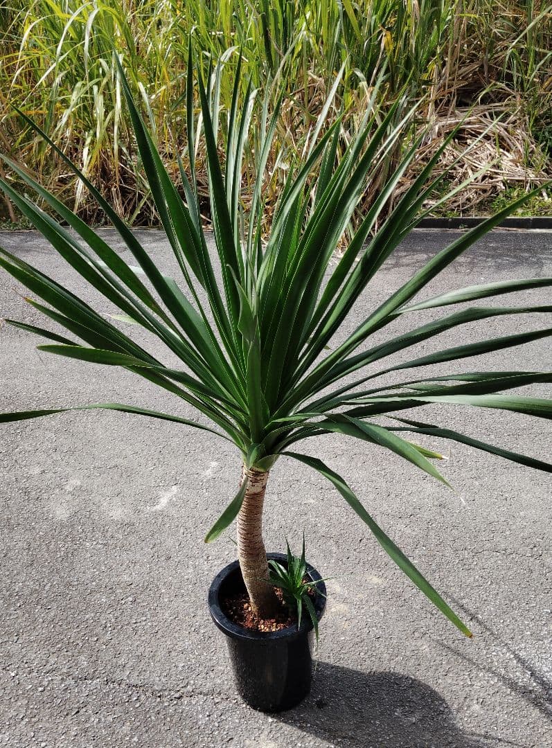 ドラセナ・カンボジアーナ