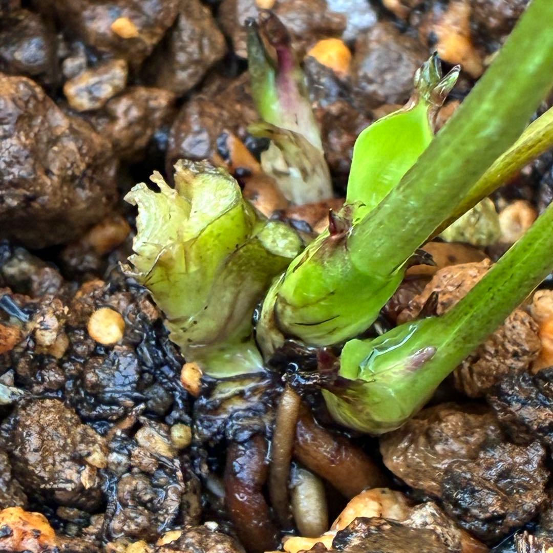 の*ん様 3431☘️花、タグ付☘️グロッシーカラー⭐️艶々⭐️艶ピコ⭐️艶セン