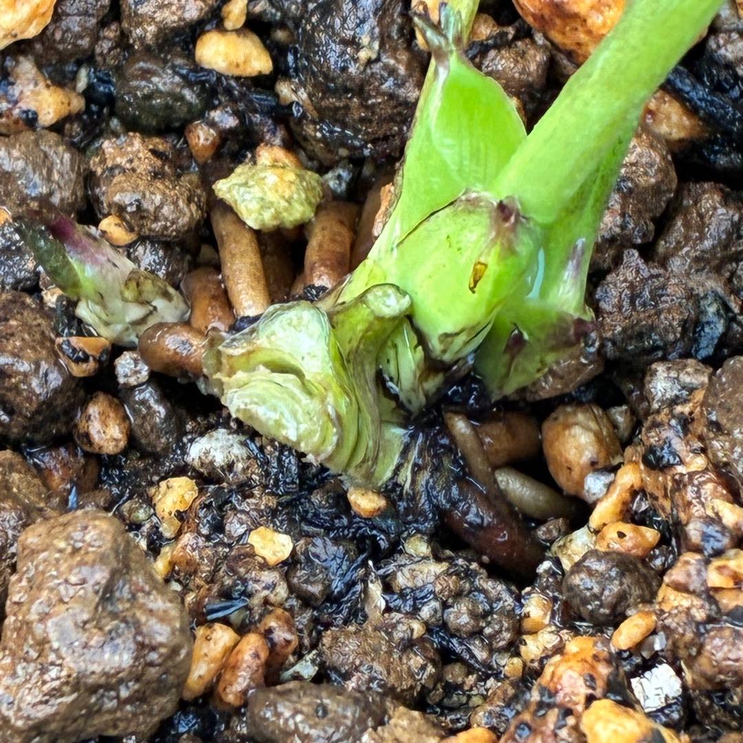 の*ん様 3431☘️花、タグ付☘️グロッシーカラー⭐️艶々⭐️艶ピコ⭐️艶セン