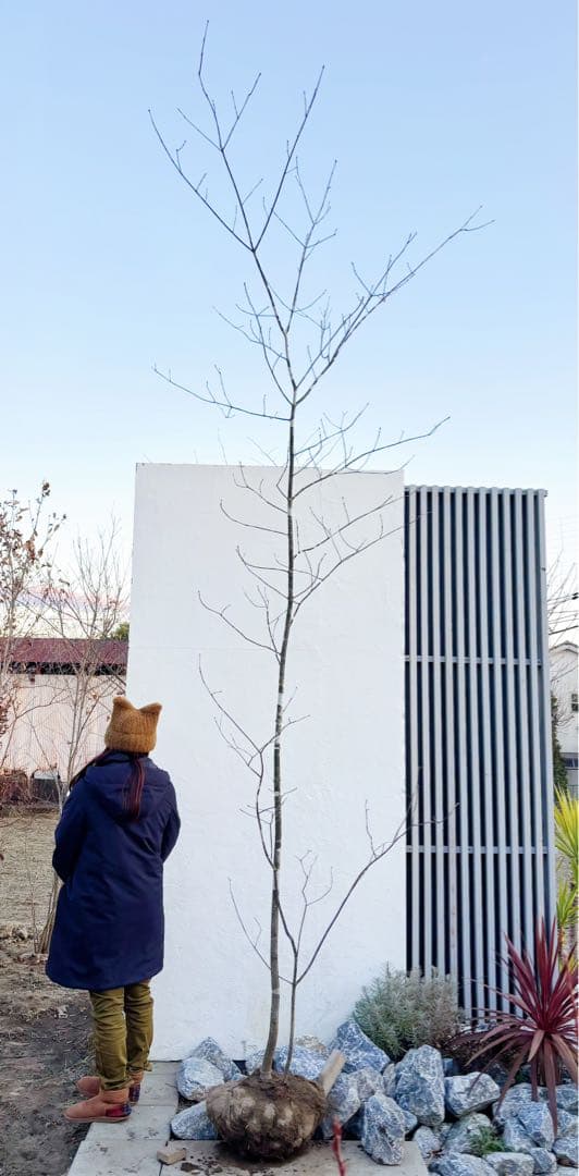 美斑紋。美形 山採りアオダモ3.6M(鉢底から)品番B