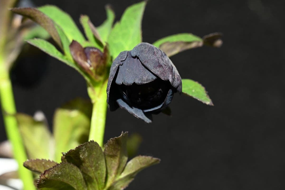 クリスマスローズ　今シーズン初！！！　美黒姫　加藤農園