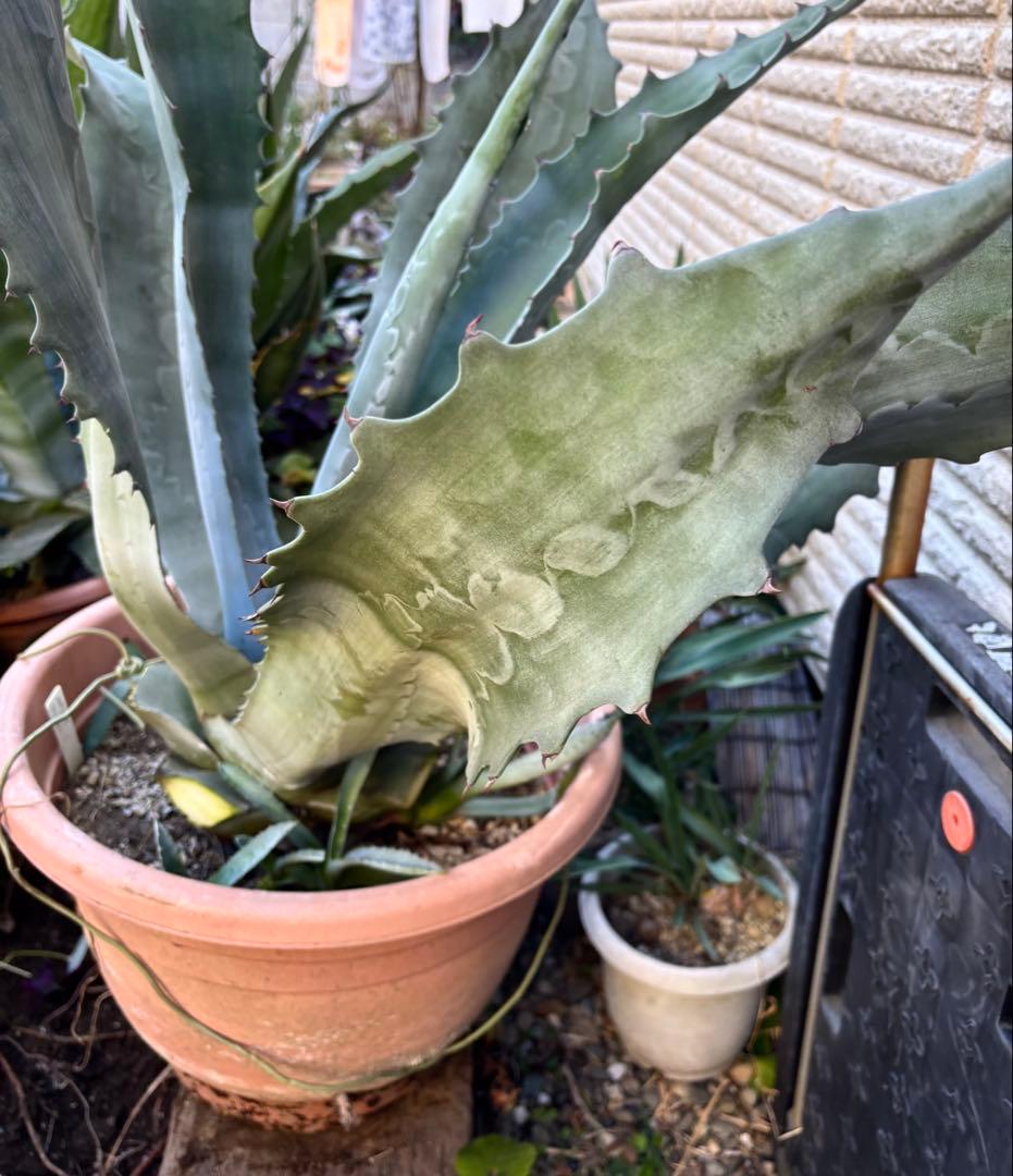 特大‼️ アガベ プロトアメリカーナ ファンキートゥース　 耐寒性有り