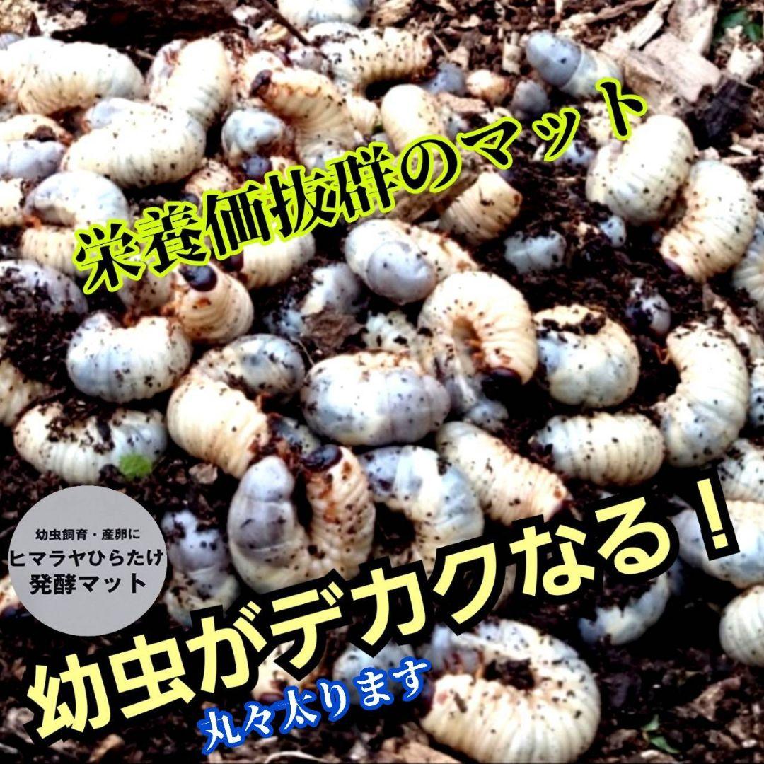 発酵マット入り！国産カブトムシ幼虫1頭飼育専用縦長クリアボト【30本セット】