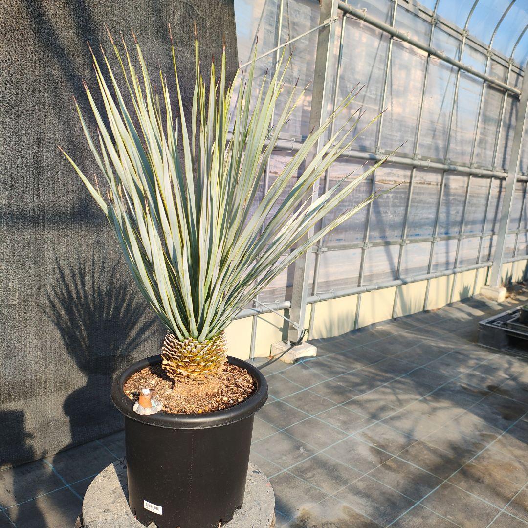 和*ん様 ユッカ ロストラータ Hybrid No.1