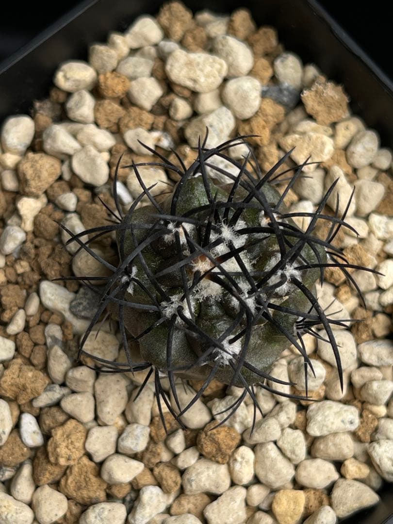 EMP コピアポア グリセオビオラセラ 実生 / 選抜個体 CT865